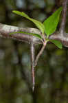 Southern crabapple